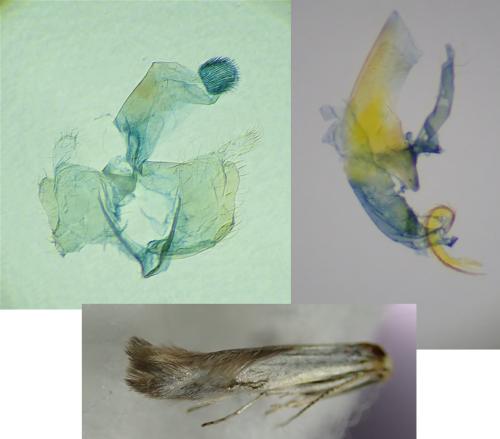 Coleophora albidella